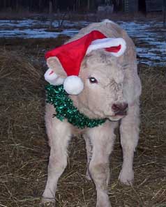 guest_noel_04.jpg